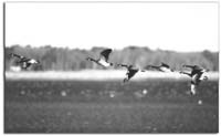 AutumnDeparture