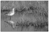 BlackBelliedPlover