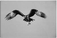 HoveringOnBeatingWings