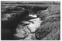 MutteringRivulet