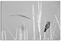 PerchedOnPhragmites