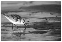 Sanderling