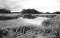 AlongSawyerCreek