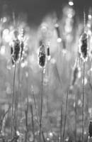 FrozenCattails